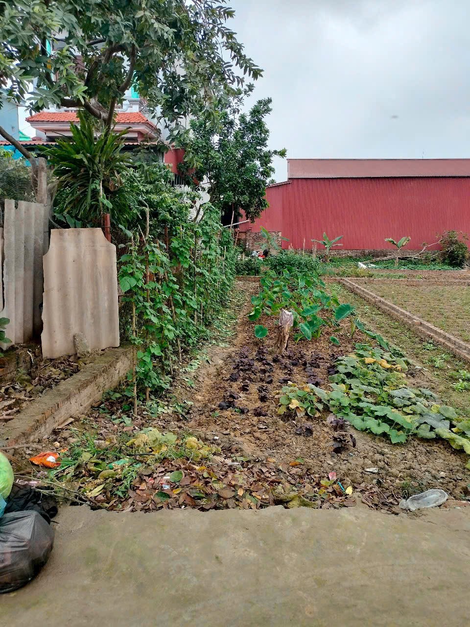 Siêu phẩm phù linh giá đẹp đầu tư