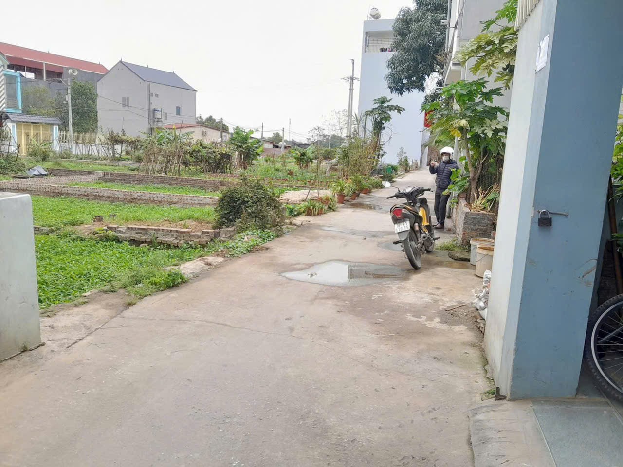 Siêu phẩm đông lai sóc sơn