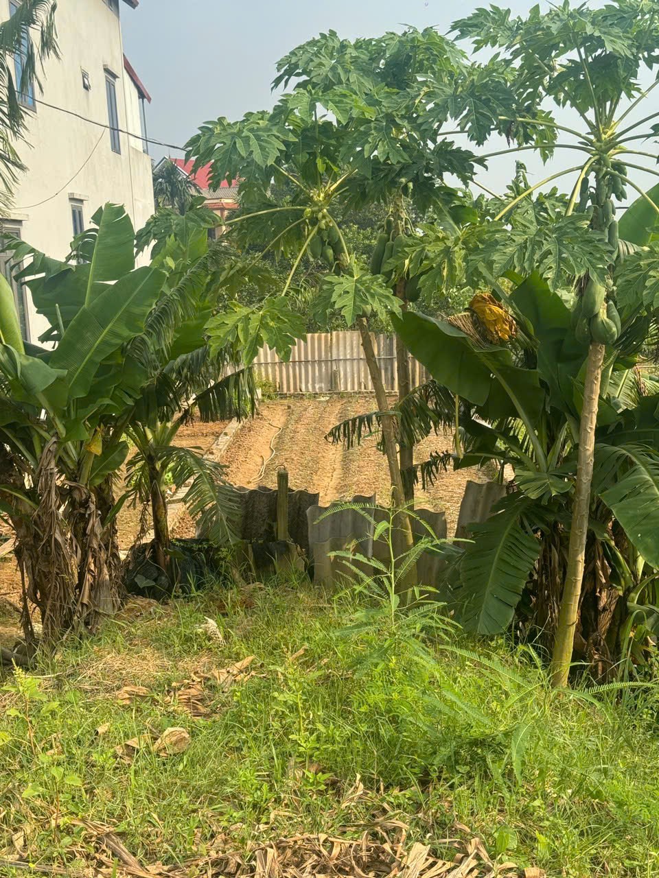 Bán đất
